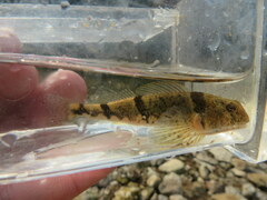 Etheostoma blennius