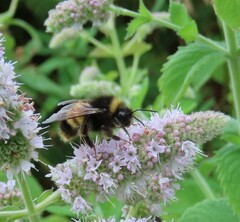 Bombus terricola