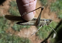 Austracris guttulosa