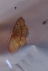 Lambdina fiscellaria