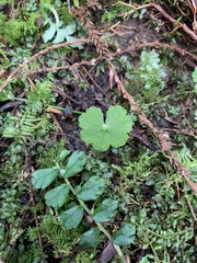 Elatostema obtusum trilobulatum