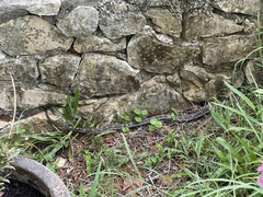 Pantherophis obsoletus