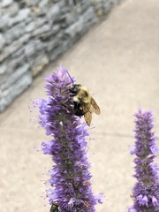Bombus bimaculatus