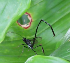 Pelecinus polyturator