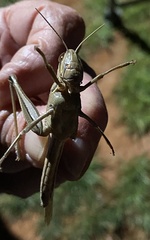 Austracris guttulosa