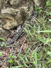 Pantherophis obsoletus