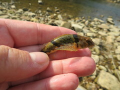 Etheostoma blennius