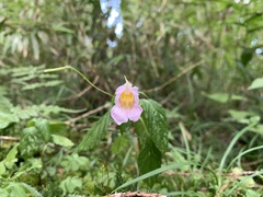 Impatiens uniflora