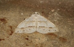 Perizoma parallelolineatum