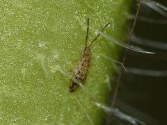 Entomobryomorpha