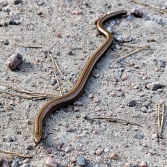Anguis colchica