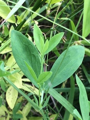 Lathyrus tuberosus