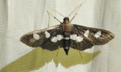 Desmia