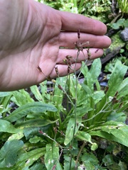 Micranthes odontoloma