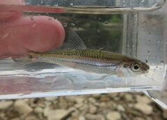 Notropis telescopus