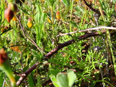 Hermannia pinnata