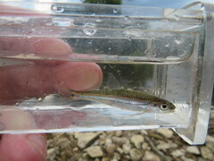 Notropis telescopus