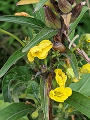 Oenothera parviflora