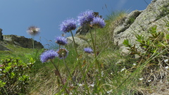 Jasione