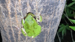 Hyla japonica