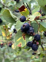 Amelanchier