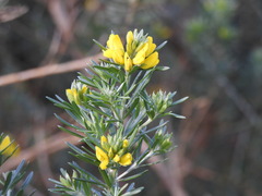 Genista linifolia