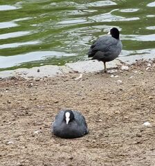 Fulica atra
