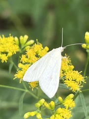 Sitochroa palealis