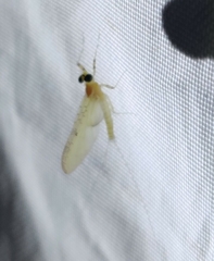 Ephemeroptera