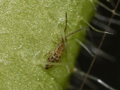Entomobryomorpha