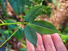 Zanthoxylum asiaticum