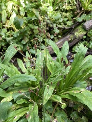 Micranthes odontoloma