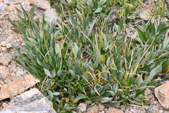 Salix petrophila