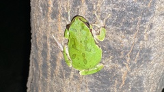 Hyla japonica