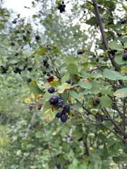 Amelanchier