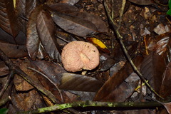 Calvatia