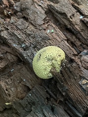 Lycoperdaceae