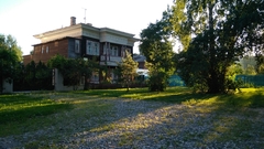 Betula pendula