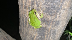 Hyla japonica