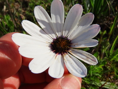 Dimorphotheca pluvialis