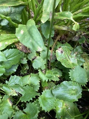 Micranthes odontoloma