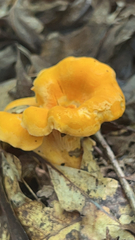 Cantharellus lateritius