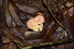 Calvatia