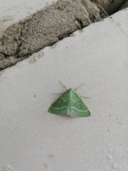 Thetidia smaragdaria