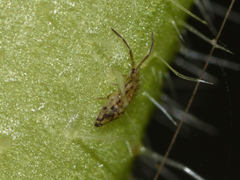 Entomobryomorpha