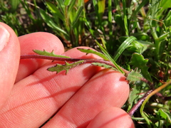 Dimorphotheca pluvialis