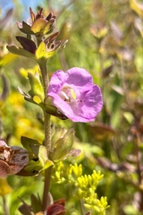 Agalinis auriculata