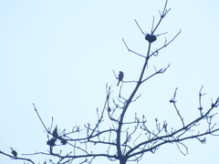 Phoenicurus auroreus