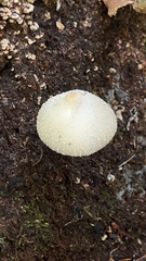 Volvariella bombycina