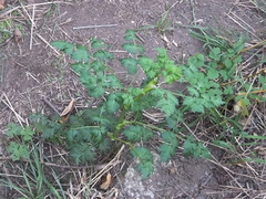 Ligusticum jeholense